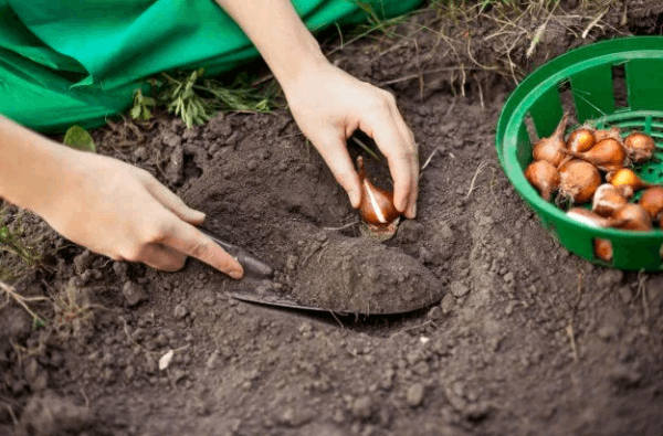 propagación de tulipanes