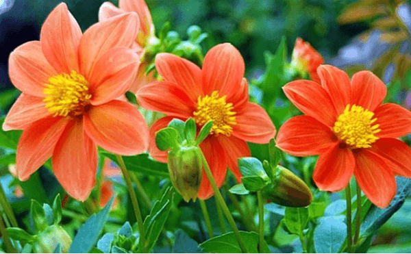 fleurs de dahlia