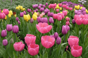 When is it better to plant tulips in autumn in the Moscow region