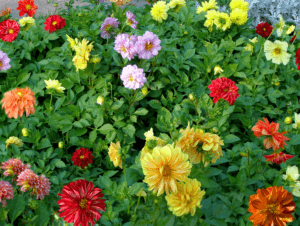 Description de la variété de dahlia Merry guys, technologie de culture et soins