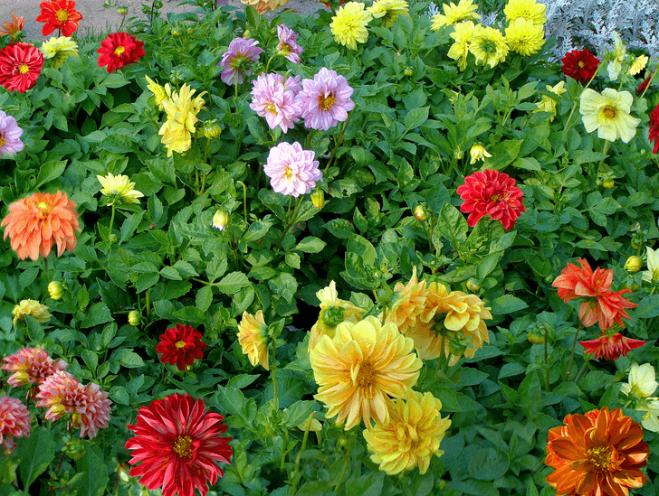 dahlias drôles de gars