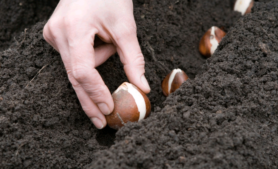 výsadba tulipánů