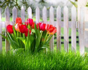 How and when to transplant tulips in the fall from one place to another