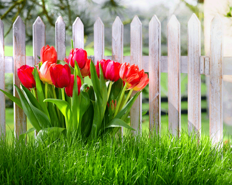 transplanting tulips