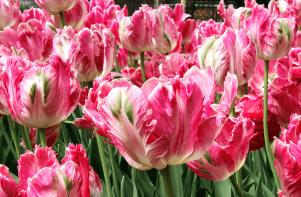 planter des tulipes