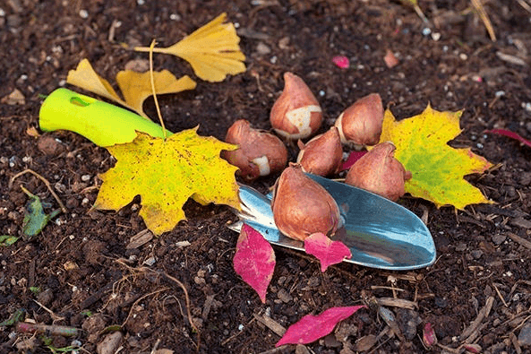 tulip processing