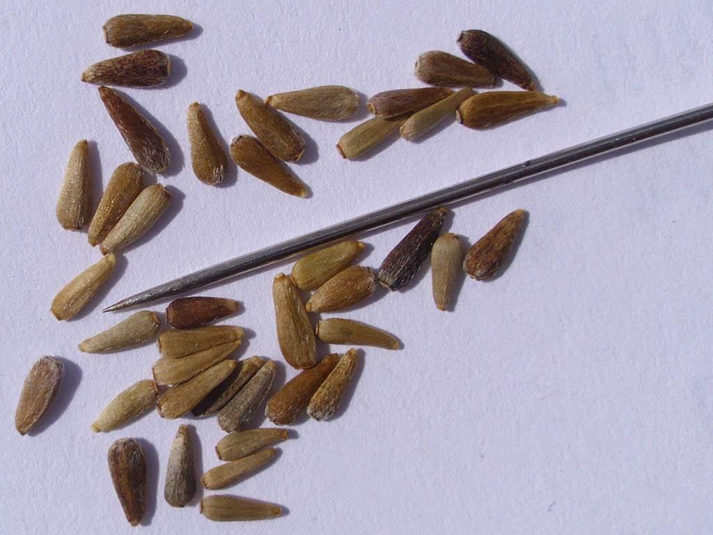 aster seeds