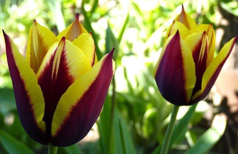 beautiful tulip