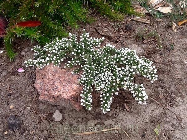 vřes aster