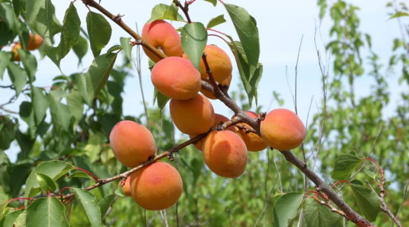 apricot academician