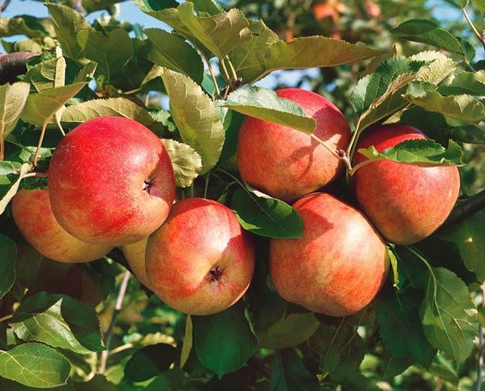 corneta de manzana