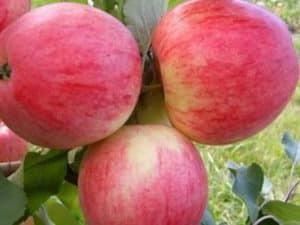 Descripción y características de la variedad de manzana Orlovim, plantación, cultivo y cuidado.