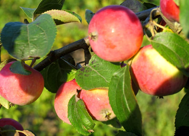 bolotovskoe apple tree