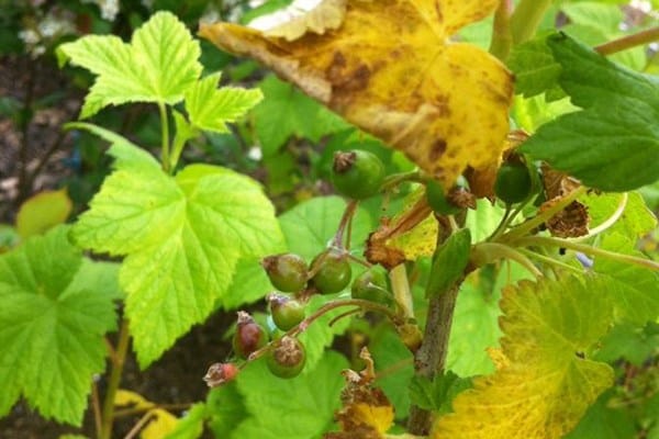 les feuilles de cassis jaunissent