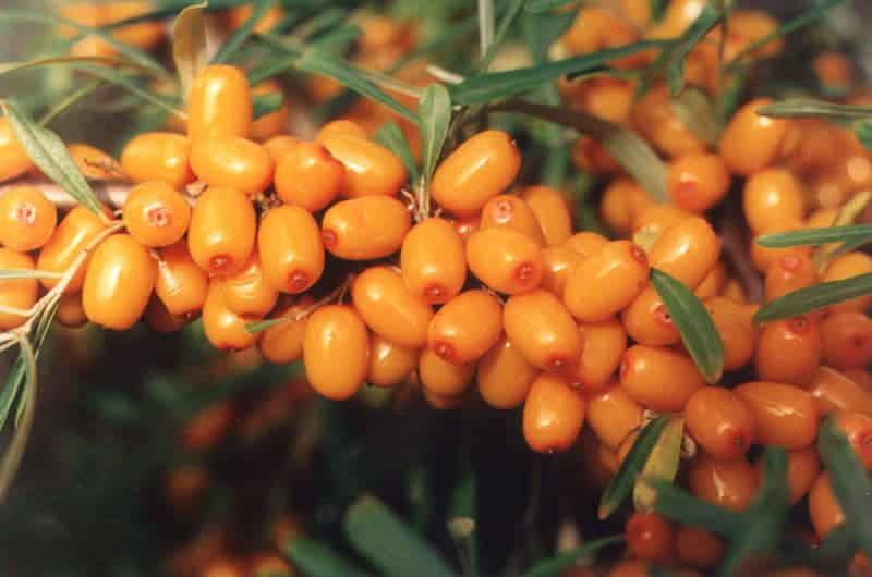 ripe sea buckthorn