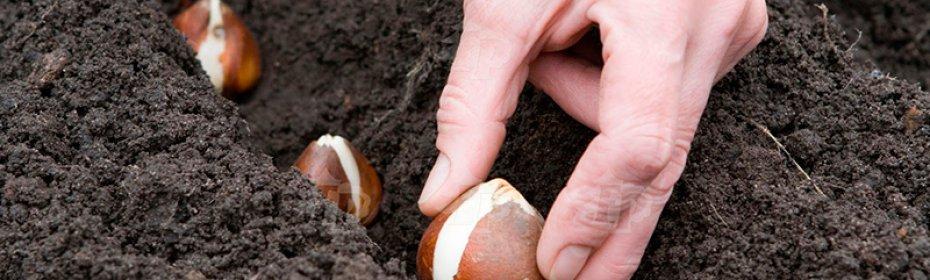 transplanting tulips