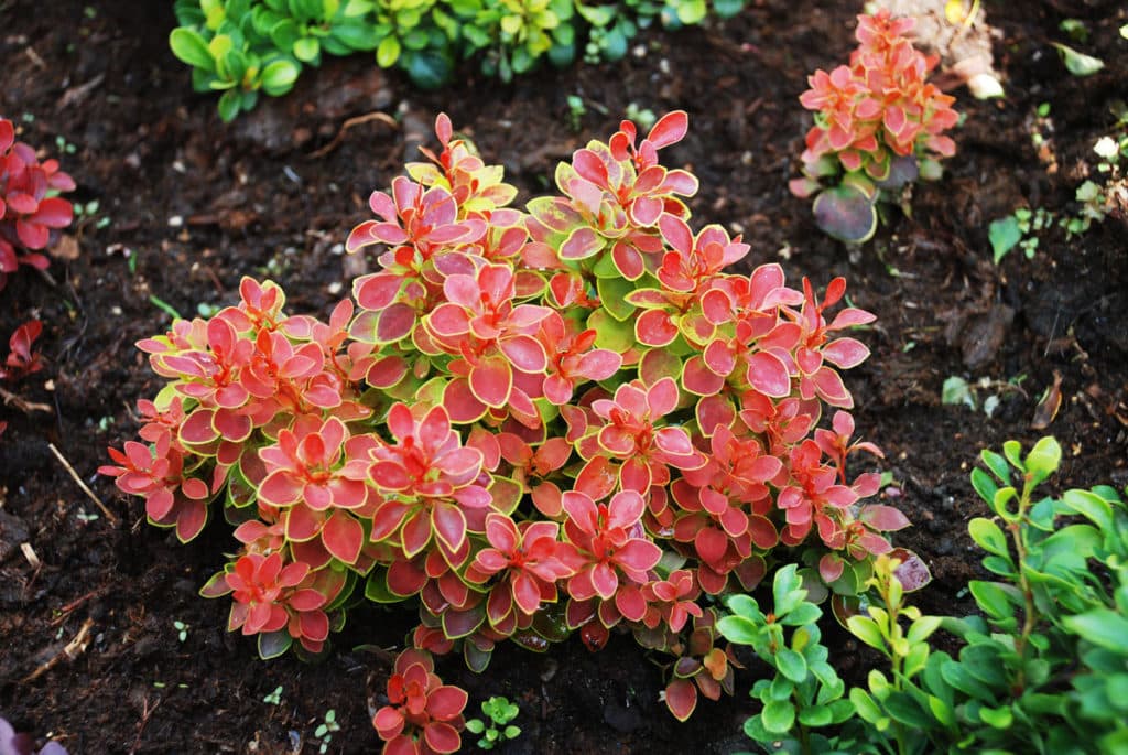 shrub barberry