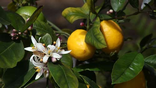 le citron ne fleurit pas