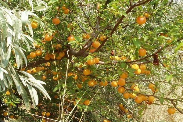 Árbol de frutas