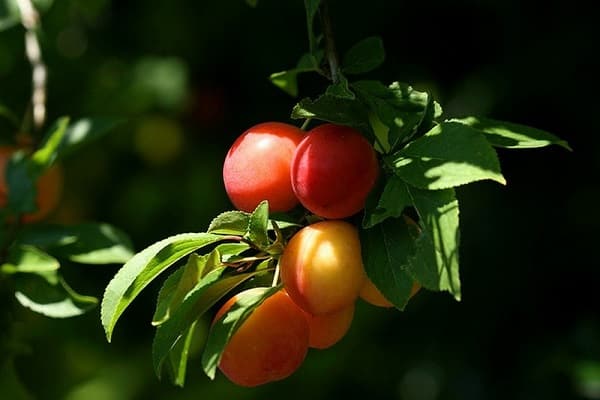 shaped fruit