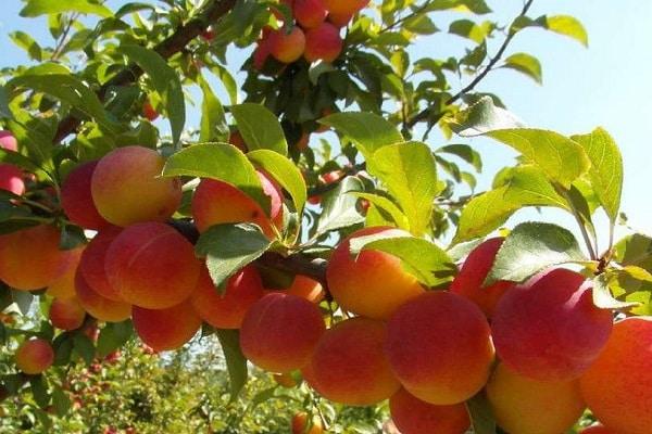 fruit tent