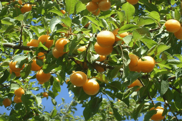 tipo de ciruela cereza