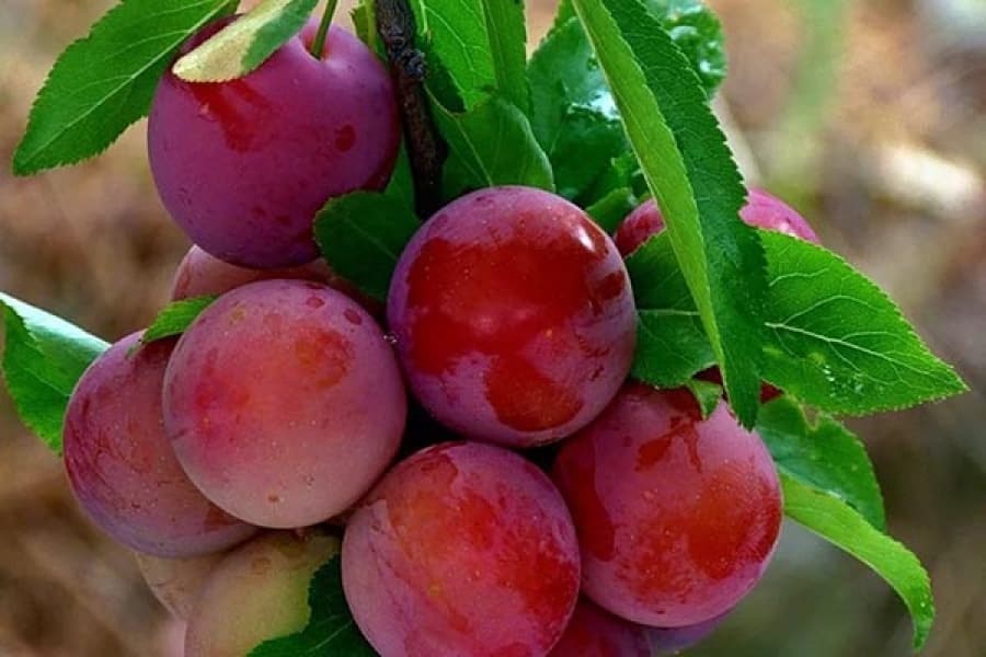 ciruela cereza cometa Kuban