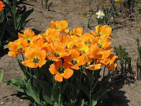 apeldoorn tulipan