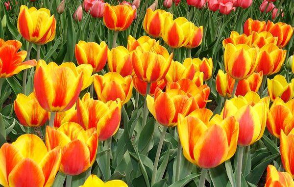 tulipe apeldoorn