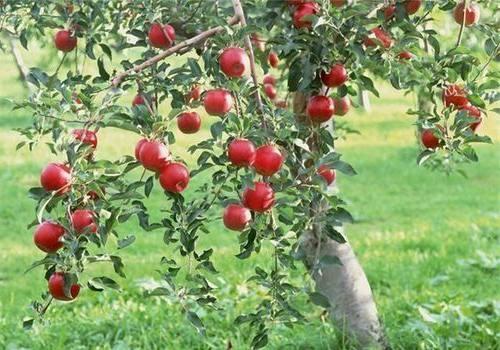 corneta de manzana