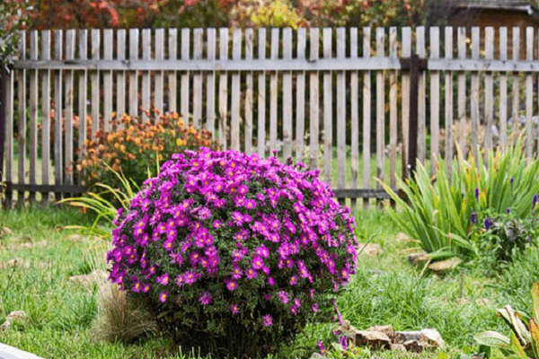 shrub aster