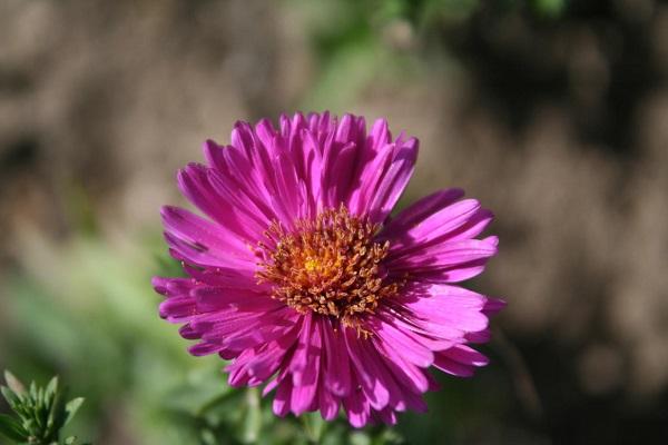 lonely flower