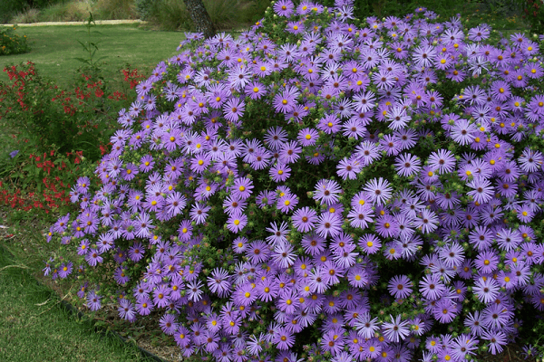 buisson violet