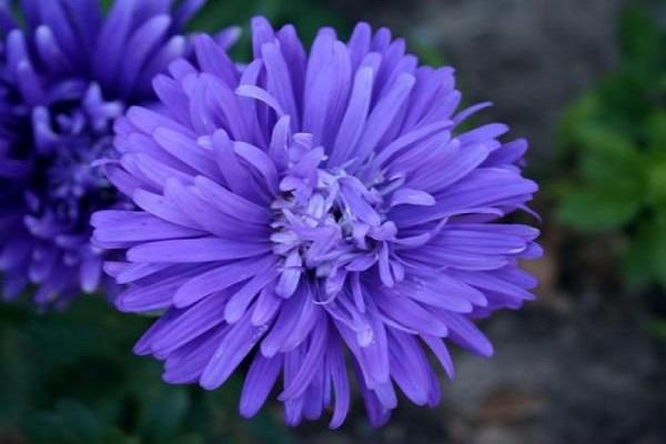 growing flowers