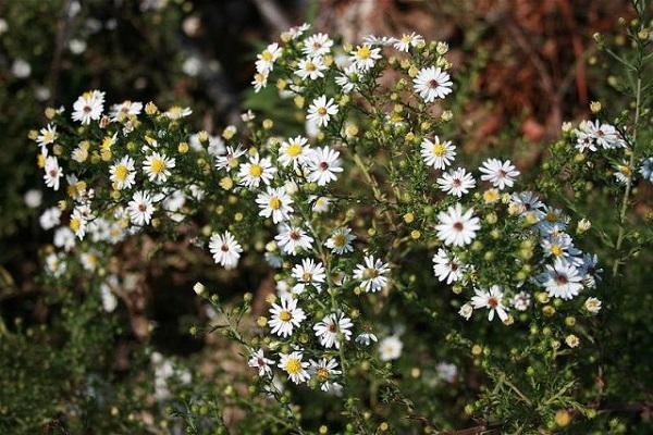 winter hardiness of the plant