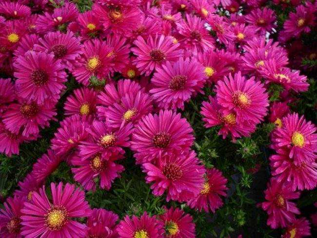 asters before winter