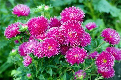 Aster annuel