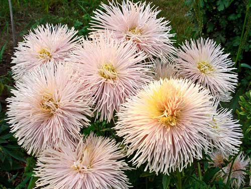 Aster annuel