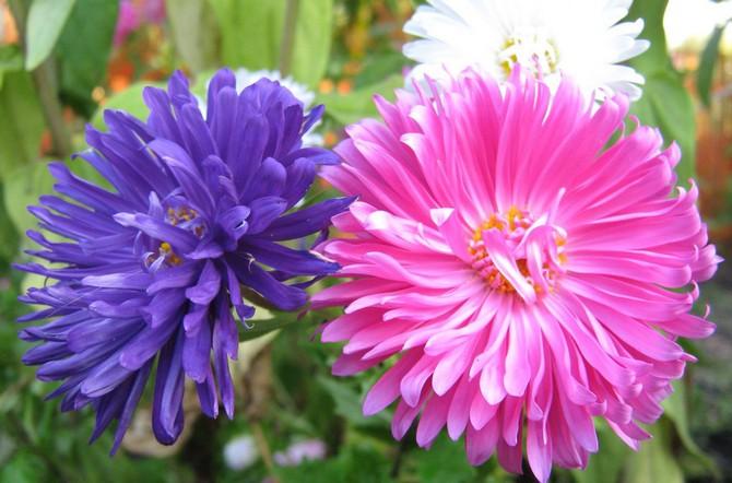 plantation et entretien des asters