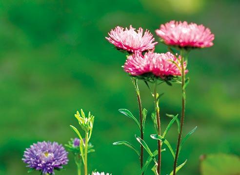 Aster annuel