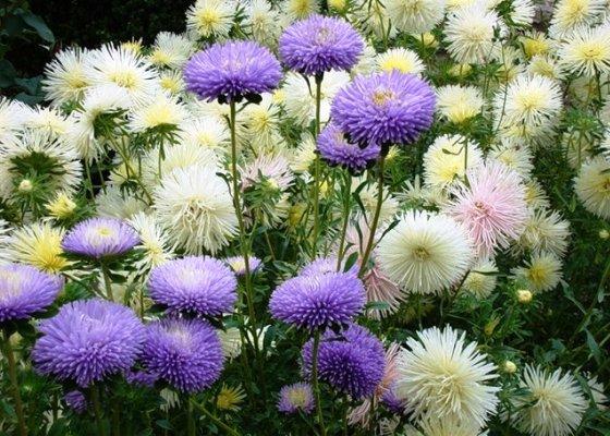 Aster annuel