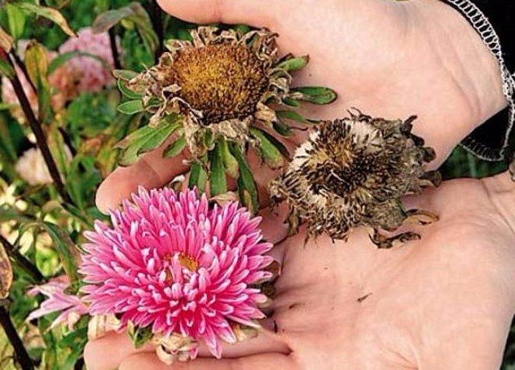 plantation et entretien des asters