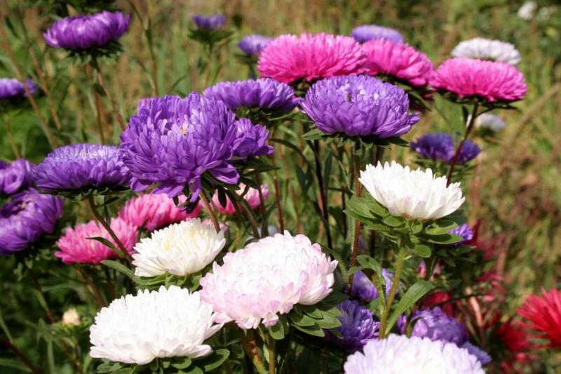 asters planting and care