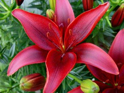 growing lilies