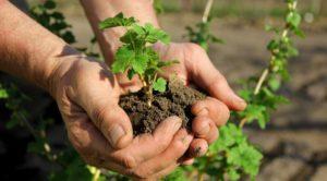 Cómo propagar adecuadamente las grosellas mediante esquejes y capas en verano y otoño.