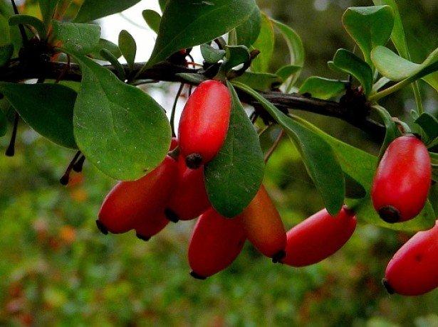 barberry medicinal properties