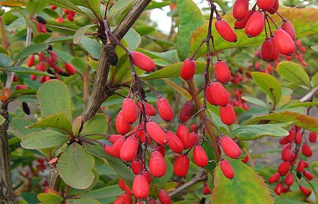 breeding barberry