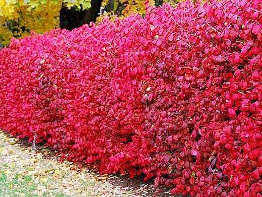 shrub barberry