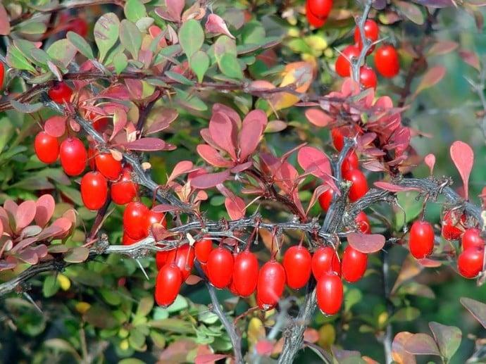 shrub barberry