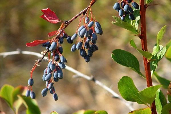 dense shrub